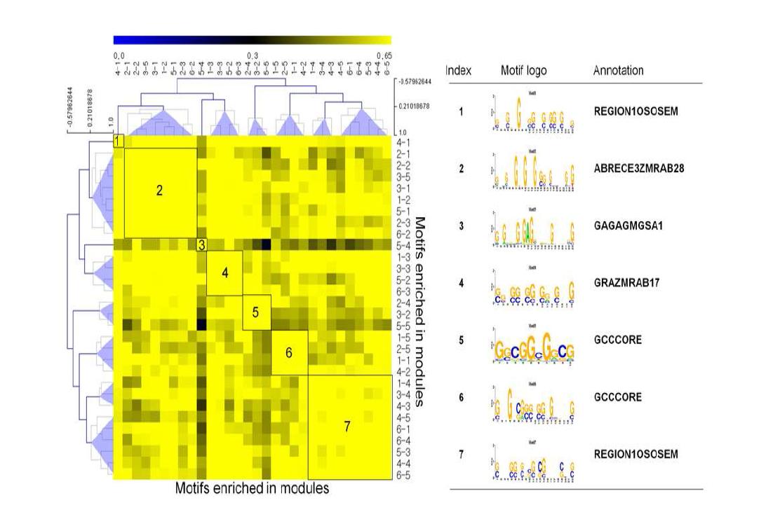 Heat map of the putative cis-regulatory motifs enriched in the CR -responsive modules. The motifs in the rows and columns have been ordered by simple hierarchical clustering described in Zhang et al (2012). A gradient of colors represent the Pearson’s correlation coefficients (PCC) between motifs. The black line rectangles in the heat map indicate the similar motifs with a PCC value > 0.65. Functions of the merged motifs in the right-sided table were retrieved by PLACE.