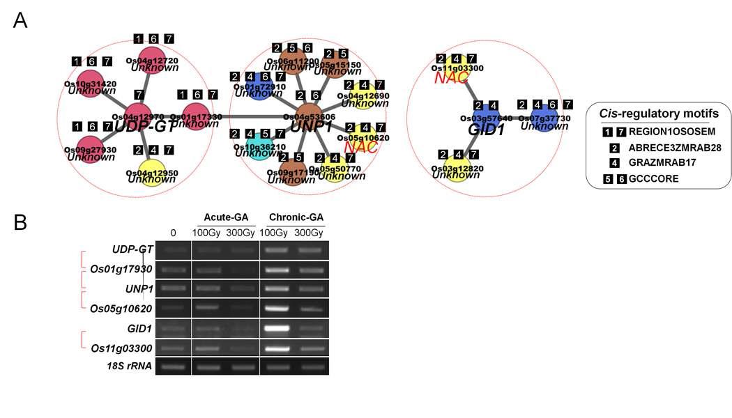 Co-expression relationship of CR-response DEGs with its related gene. A, gene co-expression network and putative binding sites for several DEGs. A clolor and number of boxes indicates the enriched motifs. B, RT-PCR of several co-expressed genes in rice under various gamma ray-treatments. The red lines indicate the co-expression pairs.