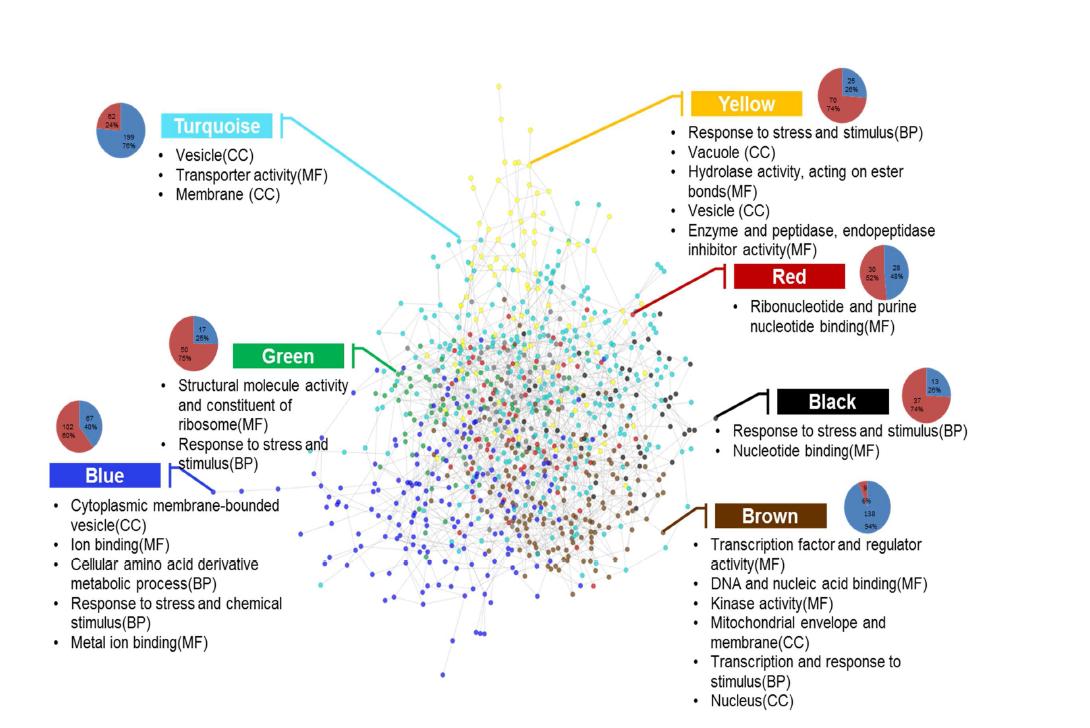 Mapping the modules onto the IB-responsive gene co-expression network. The node colors represent the gene modules. The over-represented GO terms are shown for each module. Each pie chart represents the proportion of up- (red color) and down- (Blue color) regulated genes in the corresponding module. Genes that do not belong to any module are colored gray. The MF, BP and CC indicate the molecular functions, biological processes, and celllular components, respectively.