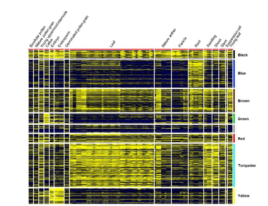 Heat maps of IB-response genes in the different tissue types.
