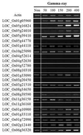 Expression level patterns of 23 LRR-RLK genes treated by GA