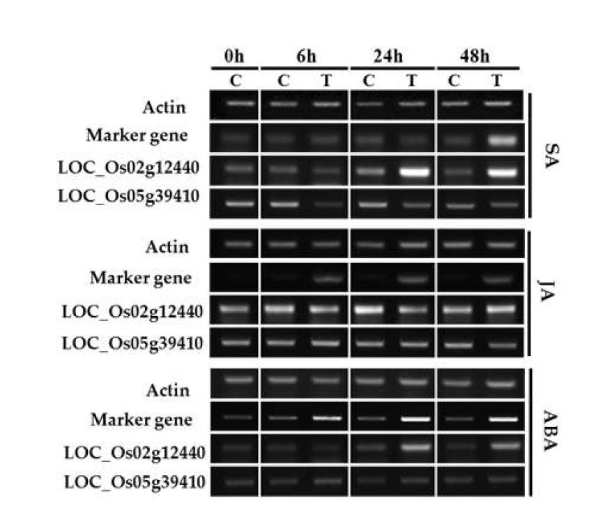 Expression of selected LRR-RLK inducible genes were examined by RT-PCR with selective primers for phytohormone stresses(SA, JA, ABA).