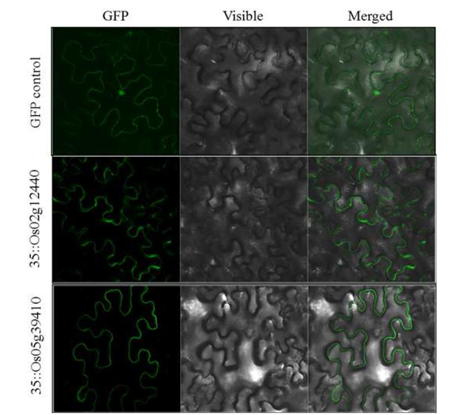 Subcellular localization of LRR-RLK gene-GFP fusion Protein in Tobacco leaves cell. LRR-RLK with GFP fusion protein fluorescence in the leave cells of a transgenic plant expressing 35s::Os02g12440, 35s::Os05g39410 fusion proteins were visualized by confocal microscopy. The GFP fluorescence image and the image merged with the bright field image(merged)are shown.