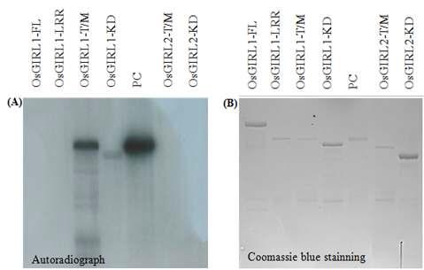 1n vitro kinase assay. (A) OsGIRL1 and OsGIRL2 protein complex was incubated with [γ-32P]ATP, separately, and indicated substrates. Samples were re-roaded by gel of SDS-PAGE and autoradiography. (B) Protein substrates indicated by Coomassie blue staining. PC, Positive control.