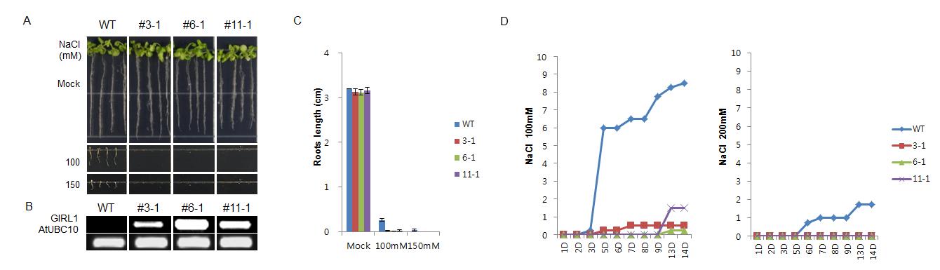 Salt Stress Response of 35S:GIRL1-EYFP. (A) Growth phenotypes of control empty vector and 35S:GIRL1-EYFP seedlings germinated on grown on MS medium with 100 mM ,150mM NaCl or without (Mock). (B) RT-PCR analysis of three independent Col-0/ 35S:GIRL1-EYFP T3 transgenic plants , control empty vector (EV). (C) Root lengths of seedlings grown on plates with different NaCl concentrations. (D) Percentages of control empty vector, 35S:GIRL1-EYFP seedlings germinated on each 100mM, 150mM NaCl were normalized in each line by the germination rate on MS control plates. Error bars represent ± stamdard deviation (total n = 40, 10 seedlings per each replication) from the average value over all experiments. The experiments were performed with four biological replicates