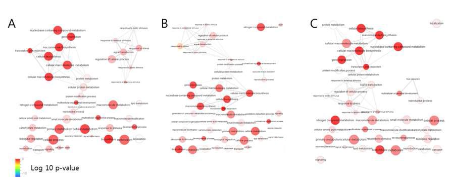 Biological process of DEGs in irradiated plants. A: CR, B: GA, C: IB