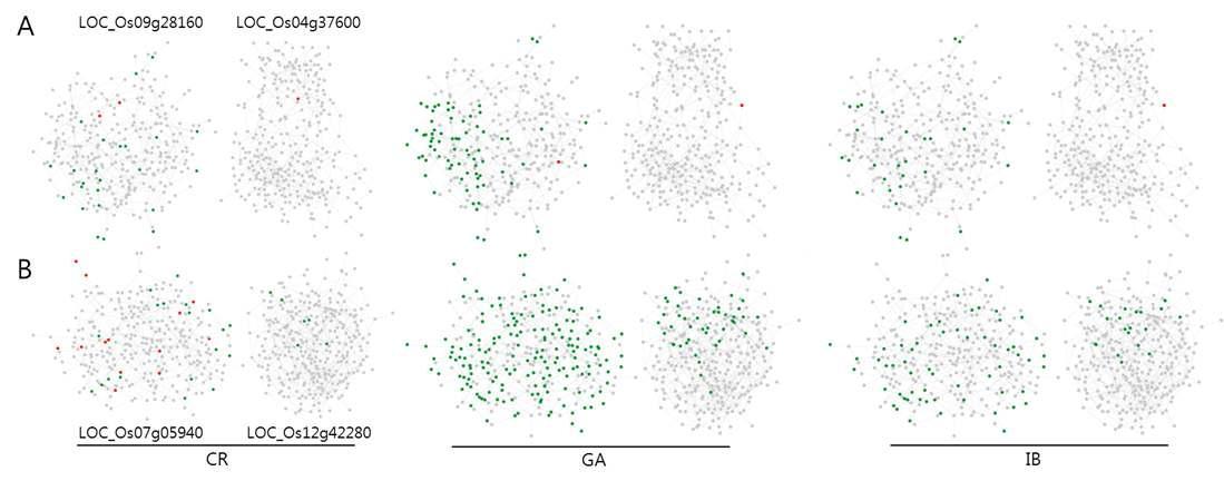 Expression pattern of coexpressed genes between divergence and non-divergence pairs. A:divergence pairs(Os09g28160 and Os04g37600), B:non-divergence pairs(Os07g05940 and Os12g42280) The red and green colors indicate the upregulated and downregulated genes in various irradiated plants.