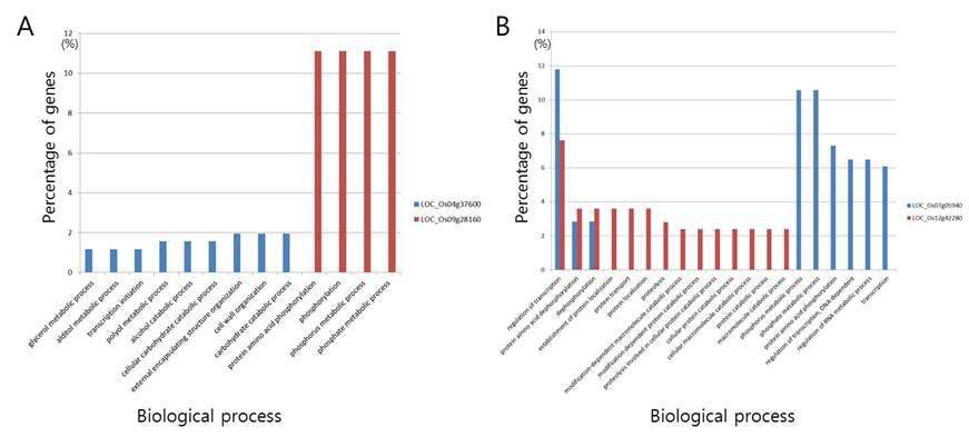 Biological process of coexpressed genes between divergence and non-divergence pairs with cut-off of p-value < 0.05. A: divergence pair, B: non-divergence pair