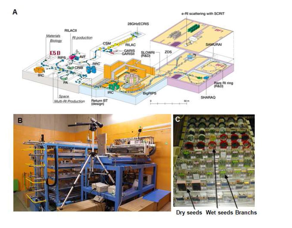 일본 RIKEN 연구소의 RI beam factory (RIBF) 시설 (A)과, E5 생물 학 연구 방사선 조사시설 (B), 조사될 시료의 모습 (C).