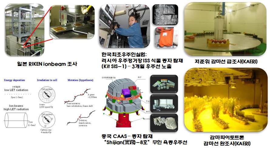 Ionizing irradiation facilities for the mutation induction in rice.