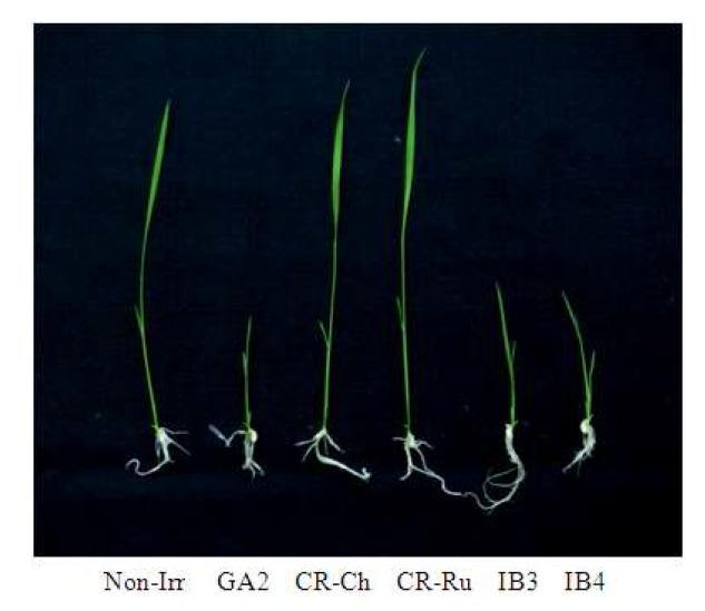Comparison of the non irradiated and ionizing irradiated plants. Seeds of control and irradiated seeds were germinated and grown in soil trays during 1 month. Non I; non irradiation; gamma-ray 200 Gy, GA2; Cosmic ray in China, CR-Ch; Cosmic ray in Russia, CR-Ru; Ion beam 30 Gy, IB3; Ion beam 40 Gy,IB4