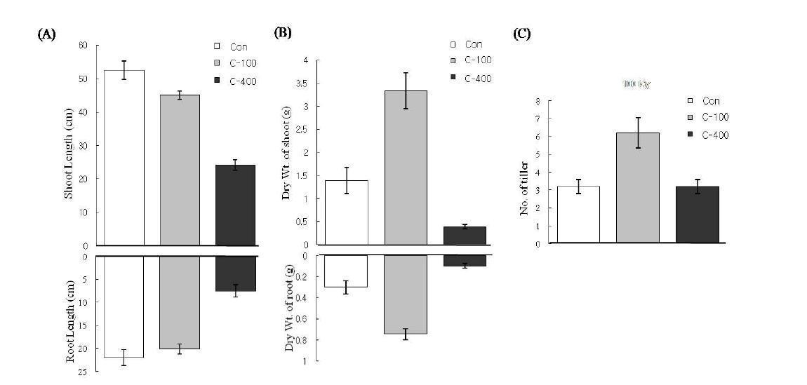 Growth responses of rice irradiated with chronic gamma-rays. The chronic gamma-rays was irradiated at 4 and 2 meter ranges from gamma source for 21.8(100 Gy; C-100) and 24.3 days(400 Gy; C-400) with dose rates of 229.2 and 490.0 mGy h-1(20h/day), respectively, at the gamma-phytotron.