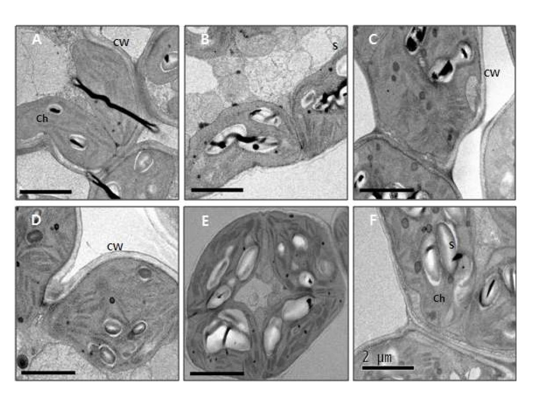 Cytochemical localization in the mesophyll cells of leaves by gamma irradiation at the acute and chronic treatments.