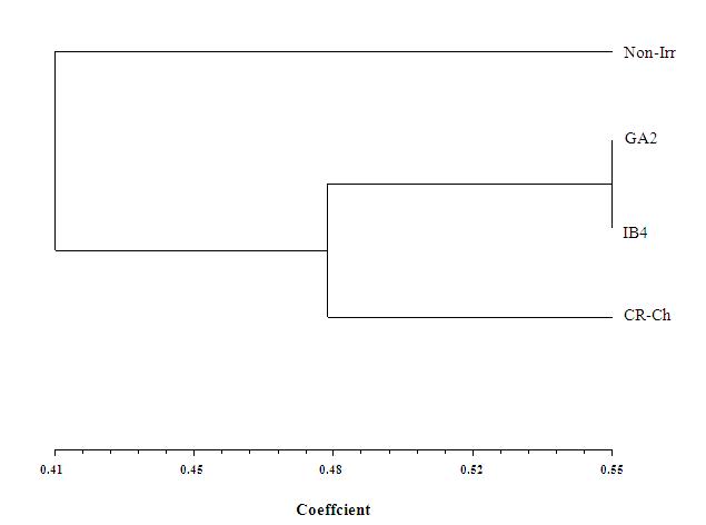 Phylogenetic tree between orignal variety, Non-Irr and 3 ionizing irradiated plants from the UPGMA clustering analysis using the AFLP data.