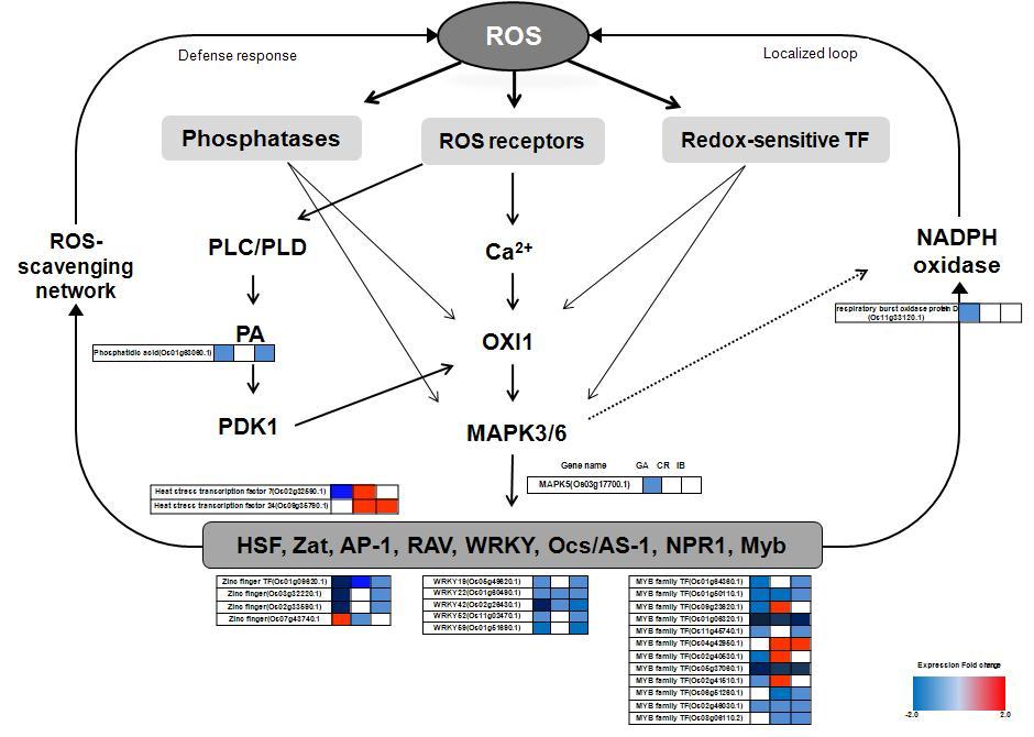 Expression of genes related to the reactive oxygen species (ROS) signal transduction pathway in rice in response to different ionization treatments.