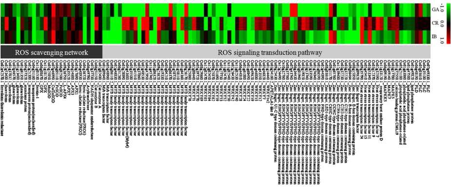Heat map of rice genes associated with the ROS scavenging network and signal transduction pathway in response to different ionization treatments.