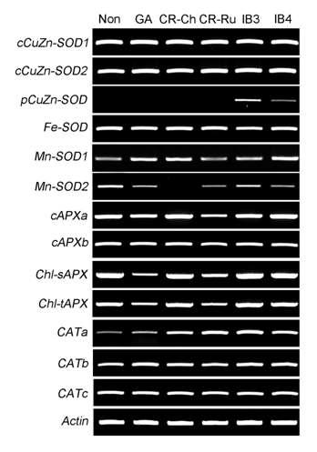 RT-PCR results of antioxidant isoenzyme genes in different types of ionizing radiation.