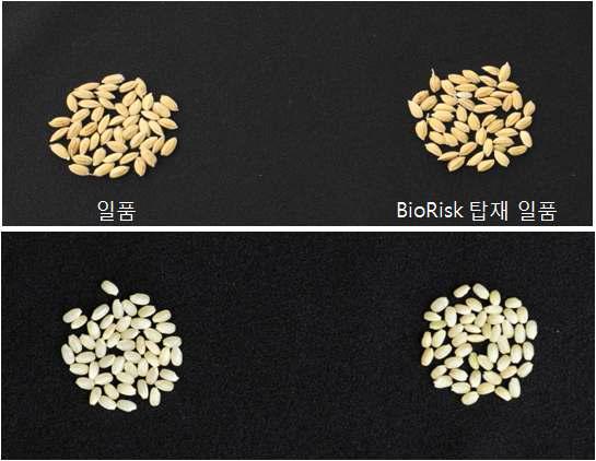 Comparison of rice seeds loaded in BioRisk of Russian ISS