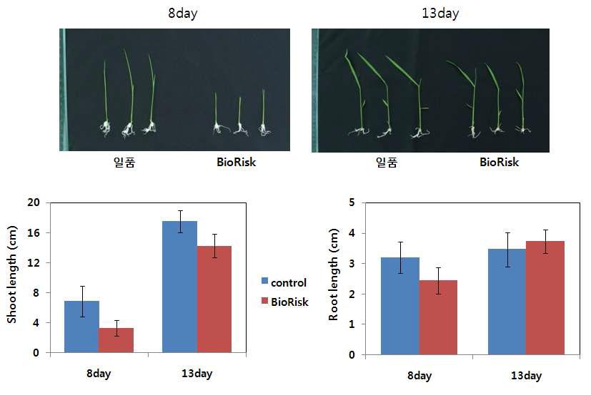 Seedling growth of rice loaded in BioRisk of Russia