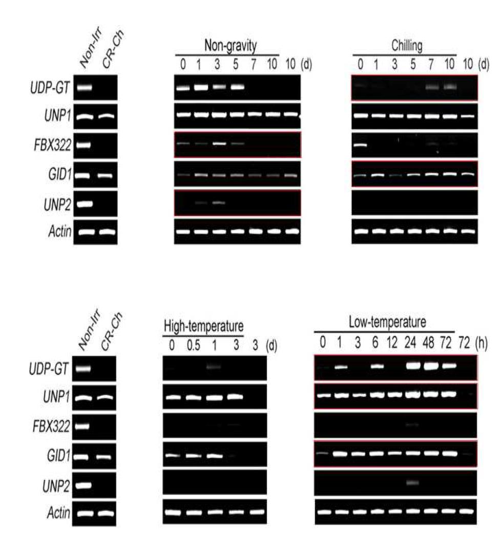 RT-PCR analyses of genes regulated by cosmic-ray and abiotic stresses. Several down-regulated genes were selected by the results of the microarray analysis in rice plants from space-flown seeds.