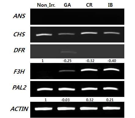 RT-PCR results of anthocyanin biosynthetic genes in three ionizing radiations