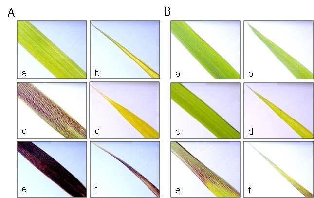 Necrotic lesions of leaf blades by microscope (ｘ10) observation according to acute(A) and chronic(B) gamma-irradiation patterns. a and b, non-irradiation; c and d, 100 Gy gamma-irradiation; e and f, 400 Gy gamma-irradiation.