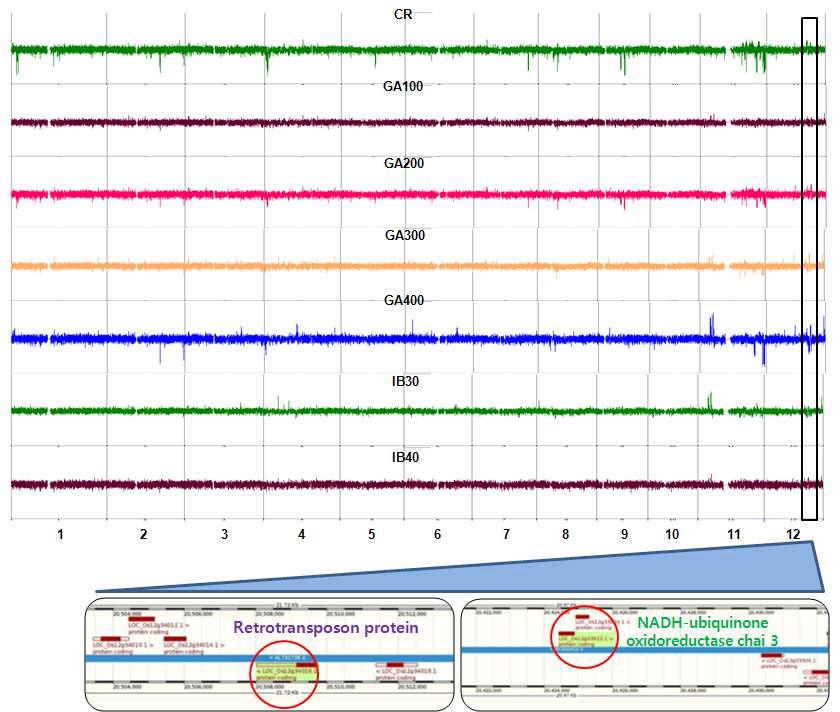 Distribution of log2 signals (CR, GA, IB/Control) throughout 12 chromosomes and description of commonly amplified genes in chromosome 12 shown by CGH analysis.