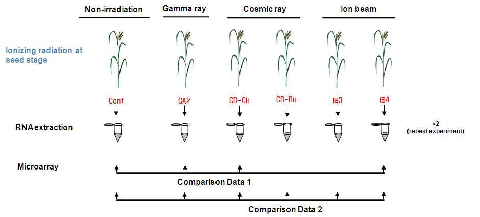 Diagrammatic representation of the microarray strategy used to identify subsets of genes with differential expression profiles along in response to ionizing radiations.