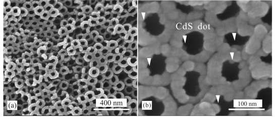 (a)ZnO가 증착된 TNT의 SEM 이미지, (b) CdS/ZnO/TNT의 SEM 이미지