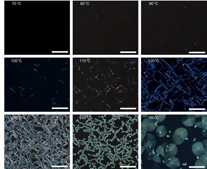서로 다른 온도에서 15 초간 가열된 30 nm 루브렌 박막의 편광현미경 사진. (스케일 바 = 100 μm)