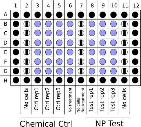 Seeding of the cells in a 96 well plate – Cells are seeded at 1.5×104 cells/well with 200 μL complete cell culture medium in each of the blue wells. Stripped wells contain complete cell culture medium only, whereas black wells could either be filled with complete cell culture medium (better) or stay empty. Cells in a single column should be seeded with a single multichannel pipetting step