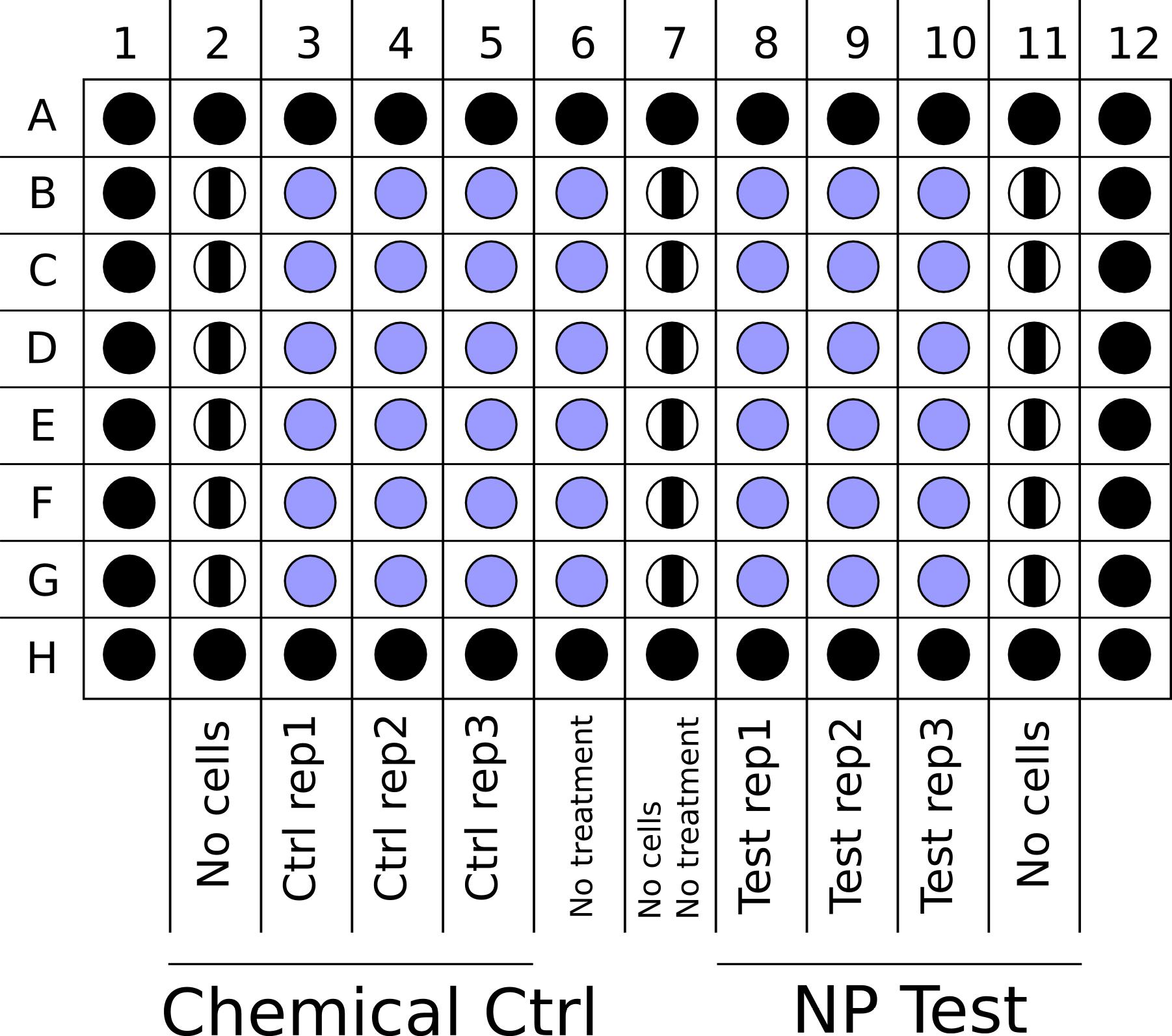 Seeding of the cells in a 96 well plate – Cells are seeded at 1.5x104 cells/well with 200 μL complete cell culture medium in each of the blue wells. Stripped wells contain complete cell culture medium only, whereas black wells could either be filled with complete cell culture medium (better) or stay empty. Cells in a single column should be seeded with a single multichannel pipetting step