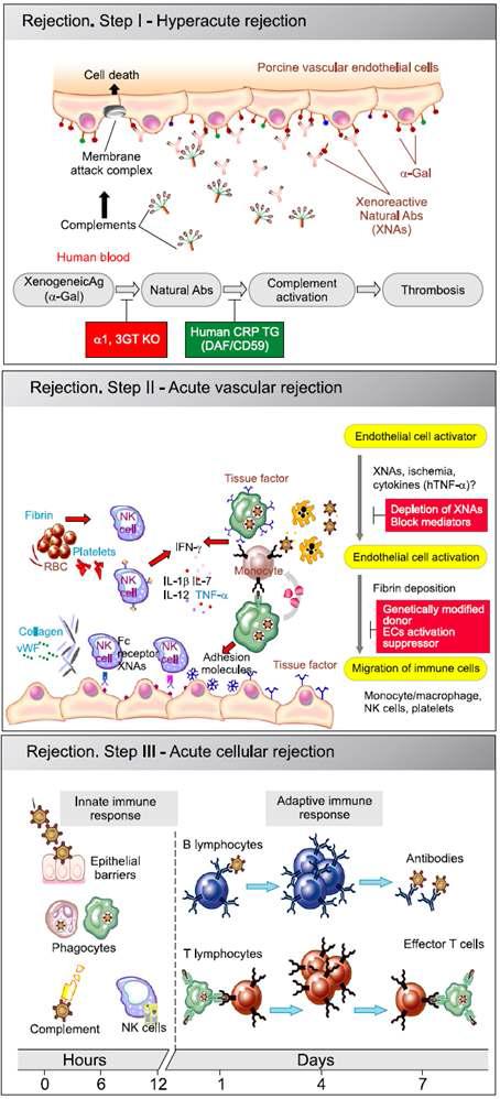 이종이식에 의한 면역거부 반응의 초급성, 급성 혈관매개, 급성 세포매개 거부반응 (Kim et al. 2009)