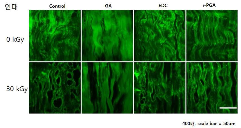 방사선 및 가교 처리에 따른 돼지 인대 콜라겐 Ι의 조직학적 변화.면역형광 염색 분석. X400, scale bar = 50um