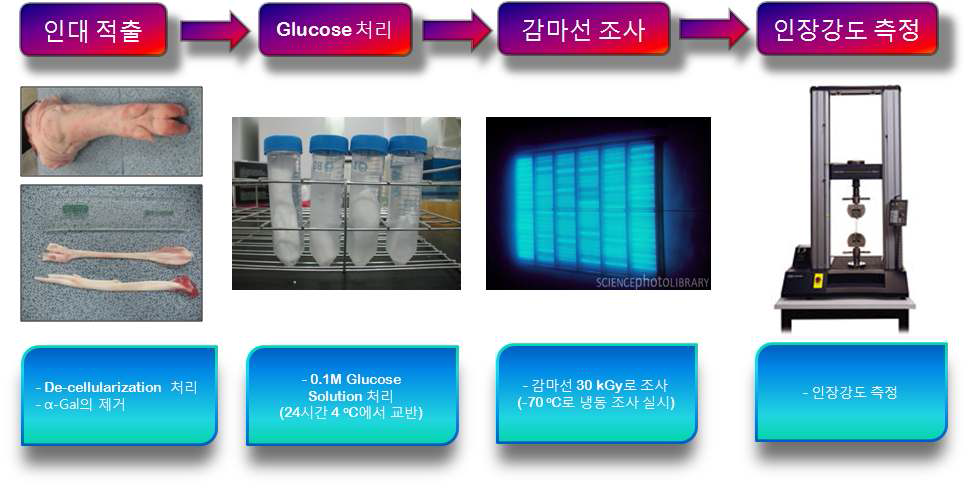 돼지 인대의 Glucose 처리 공정.