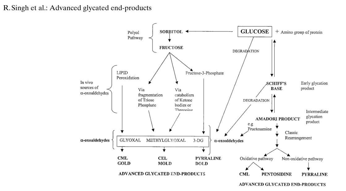 Advanced glycated end-products (AGEs) formation pathways.