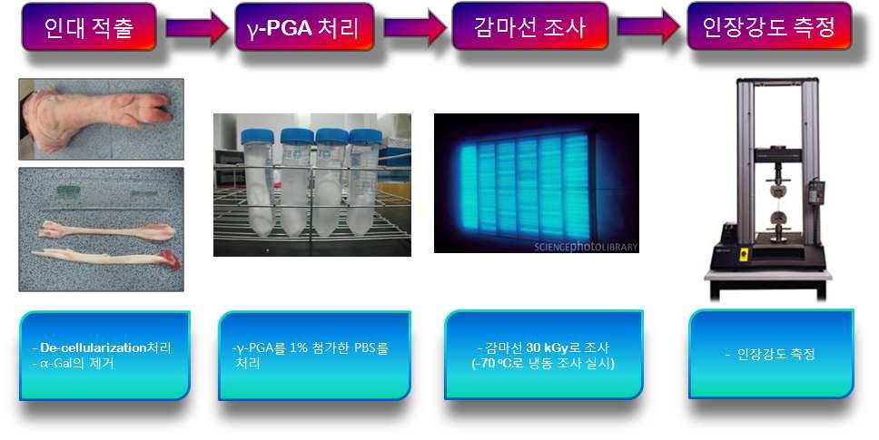 돼지 인대의 PGA 처리 공정.