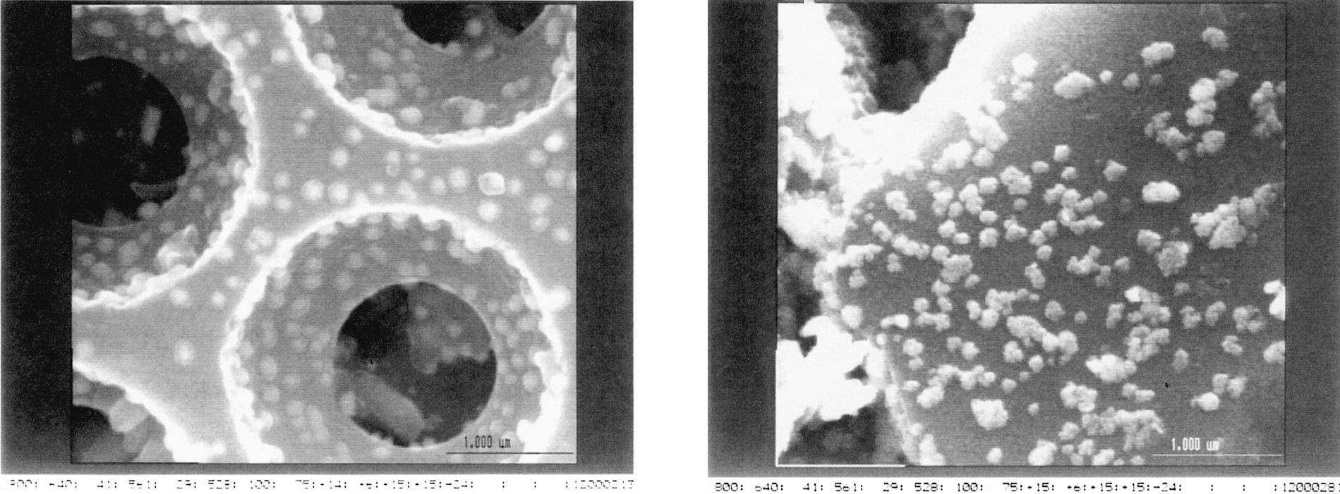 SEM micrographs (25 0003) of kieselguhr (left) and alumina (right) both impregnated with 20% palladium