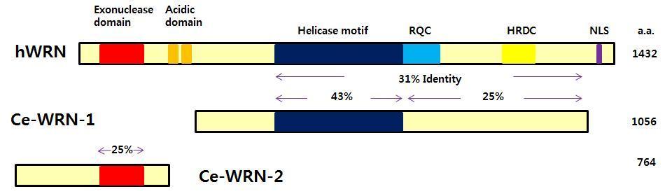 사람과 C. elegans Werner syndrome protein WRN-1, WRN-2와의 아미노산 서열 유사성.
