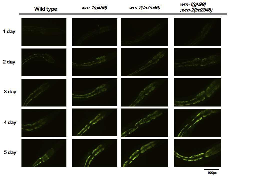 야생형과 wrn 돌연변이 꼬마선충에서 성체 단계에서 lipofuscin의 축적 비교. 야생형 N2, wrn-1(gk99), wrn-2(tm2546), wrn-1(gk99);wrn-2(tm2546) 꼬마선충을 성체 (adult) 1-5일에서 형광현미경으로 관찰하여, intestine에 축적되는 lipofusin의 수준을 파악. wrn-1과 wrn-1;wrn-2에서 형광의 세기가 가장 밝았으며,그다음으로 wrn-2이고, 야생형에서 형광이 가장 약했음.
