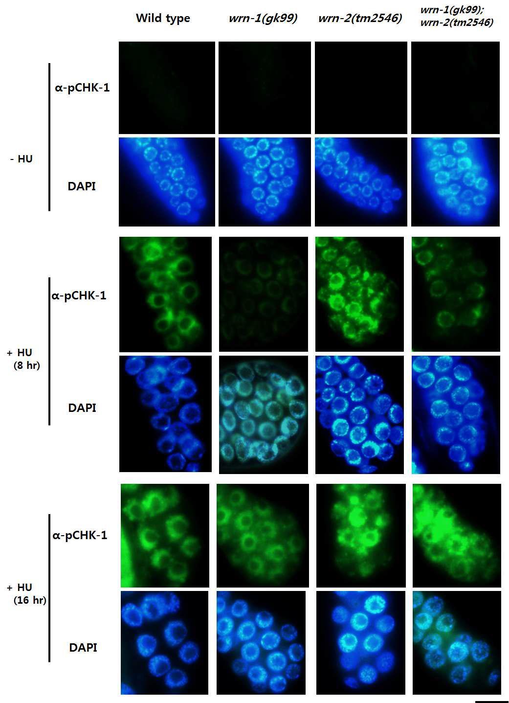 wrn-1과 wrn-2의 단일, 이중돌연변이가 복제 억제 후 생식세포의 핵에서 CHK-1(S345)의 인산화에 주는 효과. L4 유충단계부터 60 mM hydroxyurea(HU)를 8, 16시간 처리 후 생식선을 분리하여 pCHK-1(S345) 항체로 염색. 대조군 (-HU)으로 HU를 처리하지 않고 꼬마선충을 16시간 배양함. Magnification bar, 25㎛.