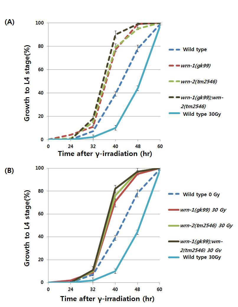 wrn-1과 wrn-2의 단일, 이중 돌연변이가 꼬마선충의 유충성장 속도에 미치는 영향. (A ) 감마선 조사 전 (0 Gy). (B) 감마선(30 Gy) 조사 후. 돌연변이 strain들은 야생형에 비해 빠른 유충 성장을 보이고, 감마선에 의한 영향을 거의 받지 않음.