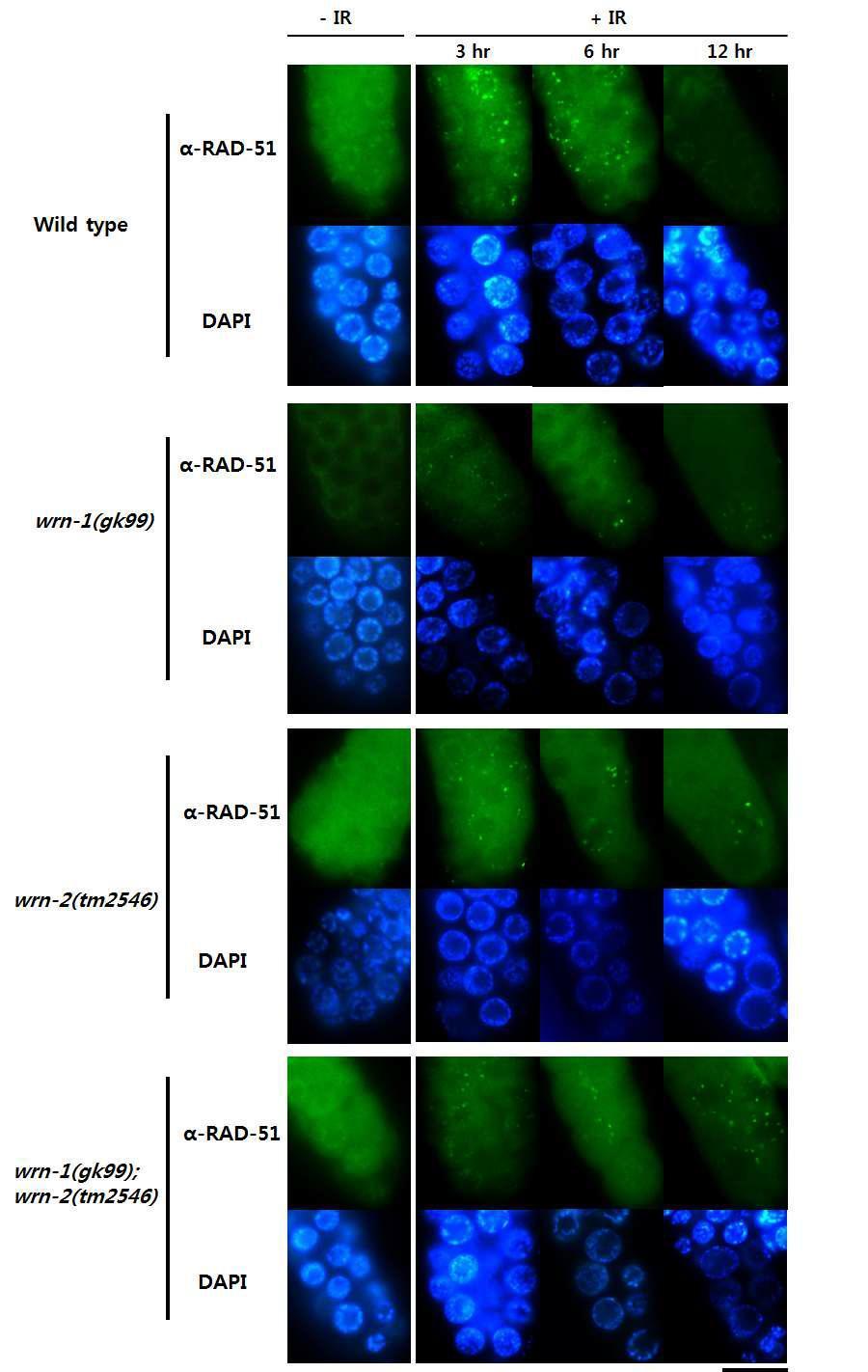 wrn-1과 wrn-2의 단일, 이중돌연변이가 감마선 조사후 RAD-51 반점 형성과 소멸속도에 미치는 영향.L4 유충단계에 30 Gy의 감마선을 조사 후, 3, 6, 12 시간후에 생식선을 RAD-51항체로 면역 염색.Magnification bar, 25 ㎛.