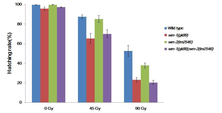 wrn-1과 wrn-2의 단일, 이중돌연변이가 꼬마선충의 감마선에 대한 민감성에 주는 영향. L4 유충단계의 꼬마선충을 감마선으로 조사 후, 24-48시간에 태어난 알을 모아 부화율을 측정. wrn 단일, 이중 돌연변이체의 생존율은 45 Gy와 90 Gy에서 야생형에 비해 낮았다 (단, 45 Gy에서 wrn-2는 야생형과 유사). 측정치의 오차는 standard error of the mean (SEM).