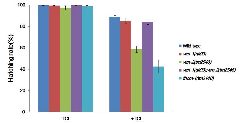 wrn-1과 wrn-2의 단일, 이중돌연변이가 꼬마선충의 ICL에 대한 민감성에 주는 영향. L4 유충단계의 꼬마선충을 TMP+UVA으로 처리 후, 24-48시간에 태어난 알을 모아 부화율을 측정. ICL 처리 후 생존율은 (wild type, 89%; wrn-1,85%; wrn-2, 58%; wrn-1;wrn-2, 84%; fncm-1(tm3148), 42%)로서 wrn-2가 야생형에 비해 낮음.