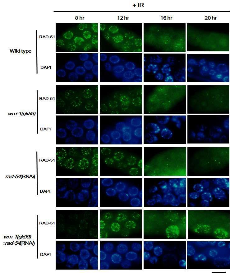 wrn-1과 rad-54의 단일, 이중돌연변이가 감마선 조사 후 RAD-51 핵내 반점의 형성과 소멸 속도에 주는 영향. 야생형, wrn-1(gk99) 돌연변이체에 rad-54 RNAi을 수행하고, L4 유충을 75 Gy 감마선으로 조사 후, 8, 12, 16, 20 시간 후에 생식선을 RAD-51 항체로 면역 염색. Magnification bar, 25 ㎛.