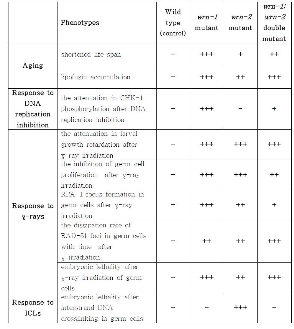 wrn-1, wrn-2의 단일, 이중 돌연변이가 유도하는 표현형 비교. 야생형과 같은 표현형은 ‘-’ 로 하고, 비정상적인 표현형이 강한 순서대로 ‘+++, ++, +’로 표기함.