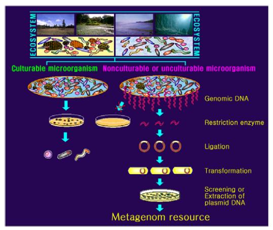 군집분석을 위한 배양가능미생물 및 배양불가능미생물 (Nonculturable or unculturable microorganism)의 분석방법