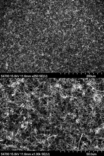 니켈표면에 합성된 탄소나노섬유의 저배율 이미지