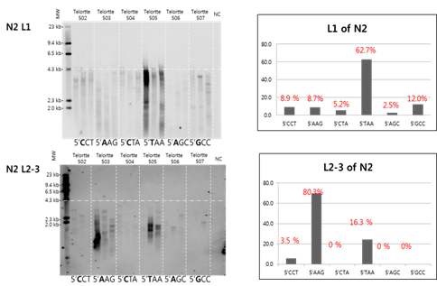 그림 3 야생형 예쁜꼬마선충의발생 과정에서 틸로미어 길이와 5‘말단 염기 변이분석